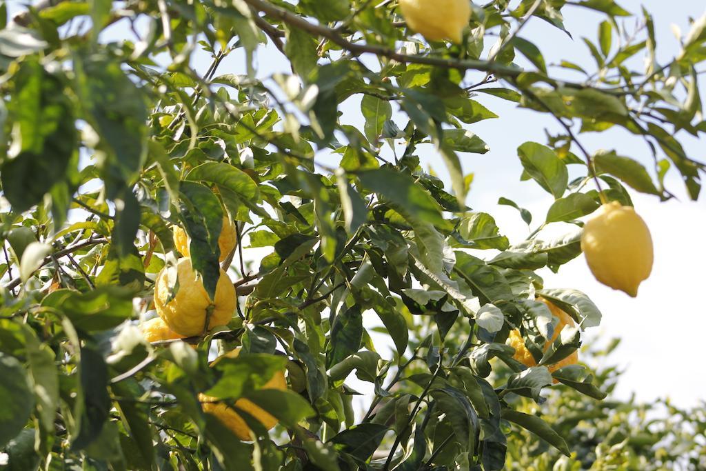 Ancelle Sorrento - Casa D'Accoglienza Ξενοδοχείο Castellammare di Stabia Εξωτερικό φωτογραφία